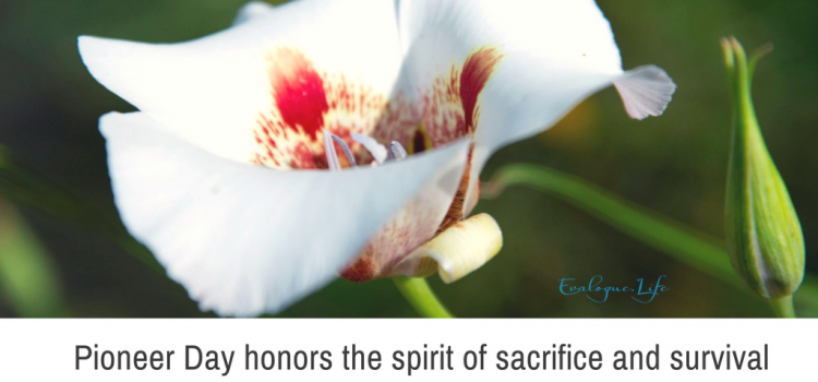 Pioneer Day honors the spirit of sacrifice and survival. Photo of sego lily, Utah's state flower because starving pioneers ate the bulbs