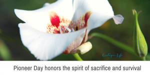 Pioneer Day honors the spirit of sacrifice and survival. Photo of sego lily, Utah's state flower because starving pioneers ate the bulbs