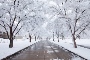 The long wooded lane leading into the Ogden-Weber Technical College, with trees hanging in snow. The founder, Brent Wallis, showed by example how to be a business storyteller. 