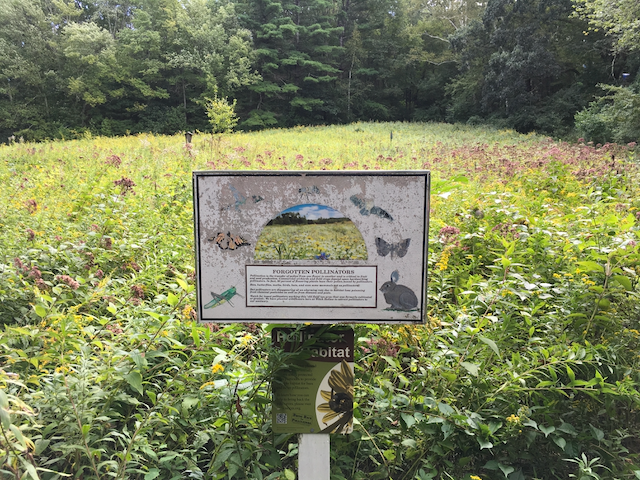 Meadow with wildflowers surrounded by forest at Witch Hollow Farm (The Tyler homestead) in Boxford, Massachusetts. A sign tells about "Forgotten pollinators" 